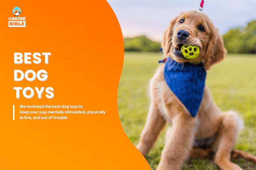 best dog toys