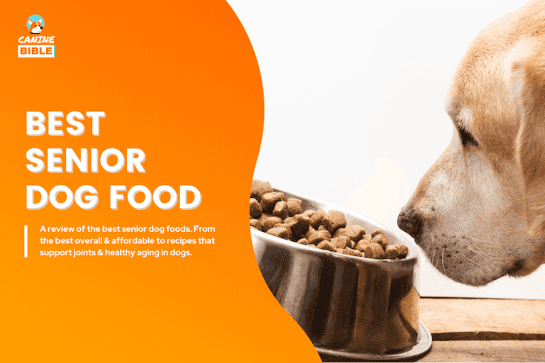 Best Senior Dog Foods in 2025: According to Vets