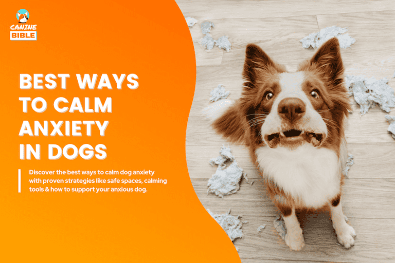 15 Best Ways to Calm An Anxious Dog (Vet-Recommended)