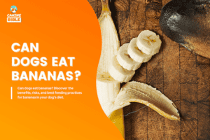 The Complete Guide to Dogs Eating Bananas: Good or Bad? - Canine Bible