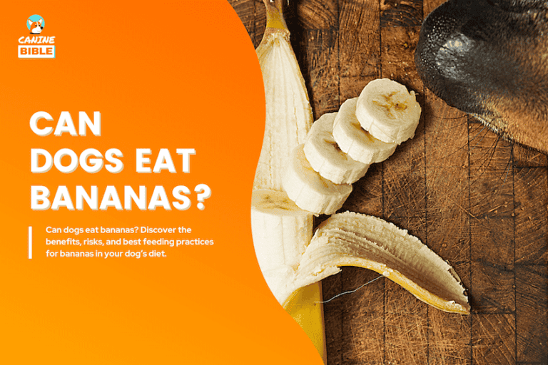 Can Dogs Eat Bananas? Risks, Benefits & Feeding Guide