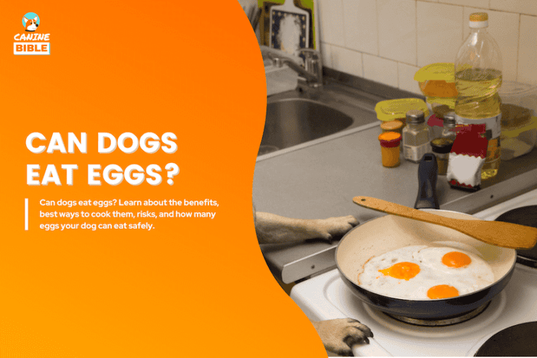Can Dogs Eat Eggs? Vet-Approved Guide