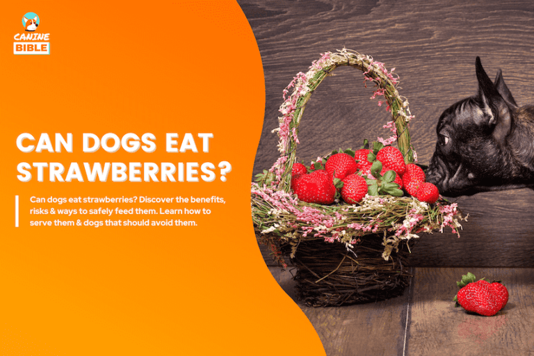 Can Dogs Eat Strawberries? Vet-Approved Answer & Guide