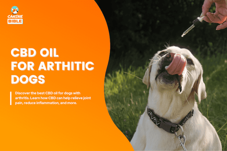 best cbd oil for dogs with arthritis