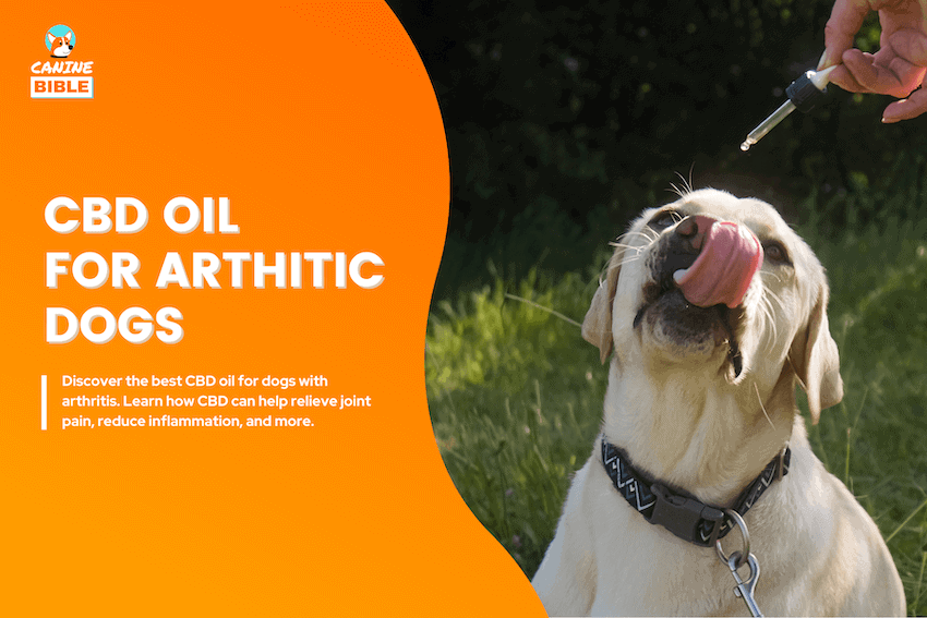 best cbd oil for dogs with arthritis