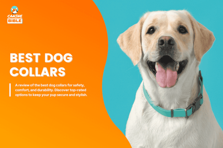The 20 Very Best Dog Collars in 2025: Reviewed & Tested