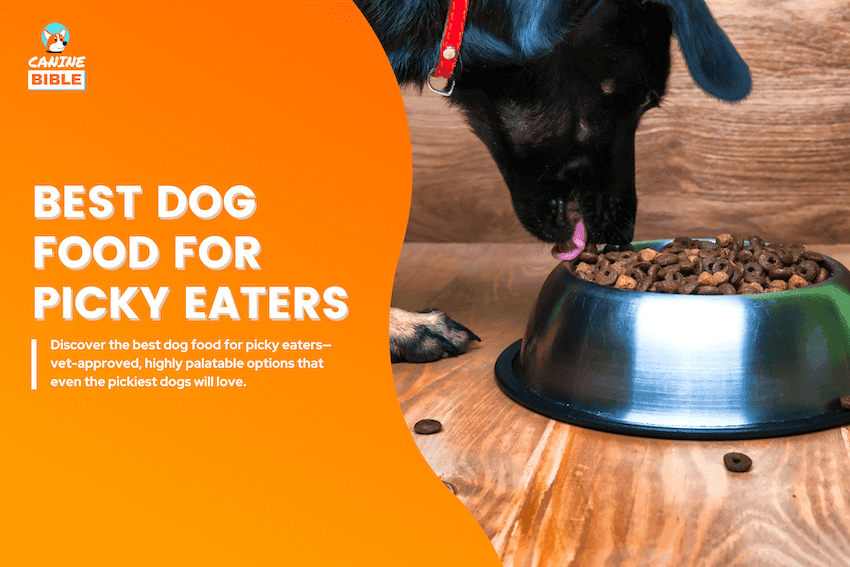 best dog food for picky eaters