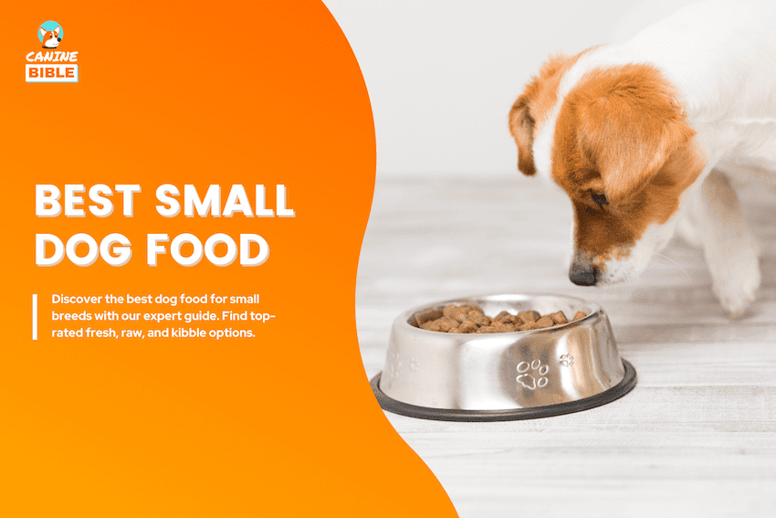 Best Food For Small Dogs