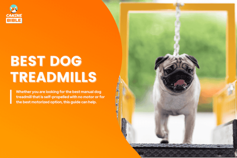 10 Best Dog Treadmills of 2025: Manual, Motorized, Self-Propelled & More