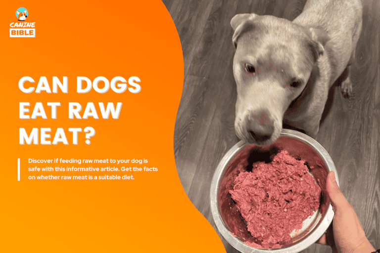 Can Dogs Eat Raw Meat? Vet-Approved Answer & Research
