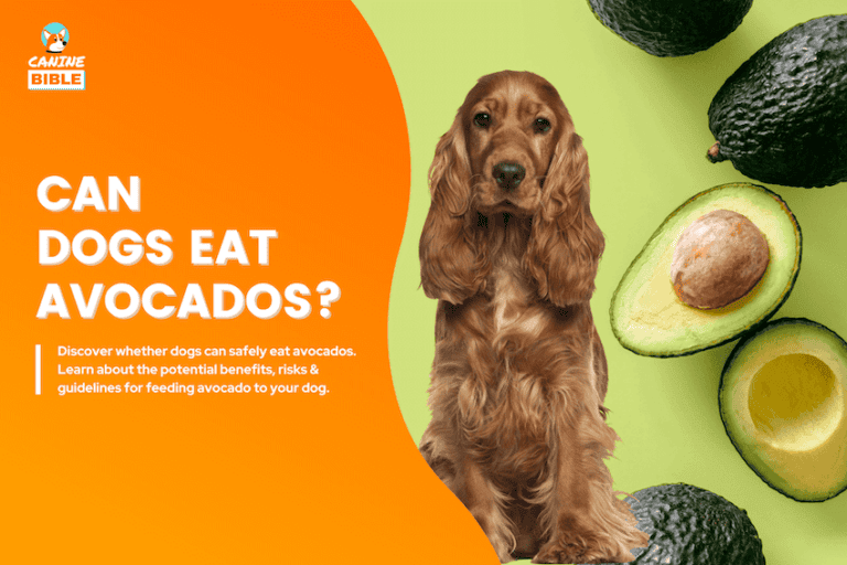 Can Dogs Eat Avocados? Vet-Approved Answer & Feeding Guide
