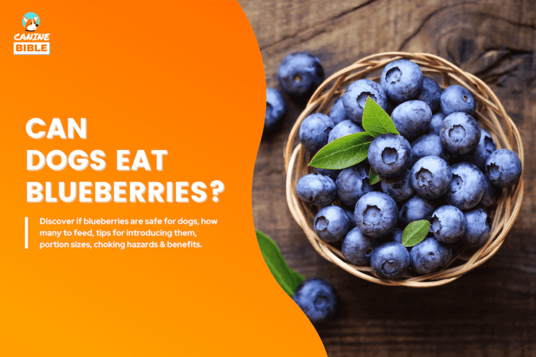 can dogs eat blueberries
