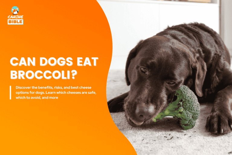 can dogs eat broccoli