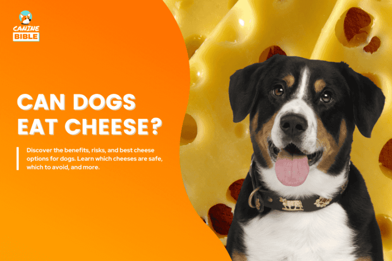 can dogs eat cheese