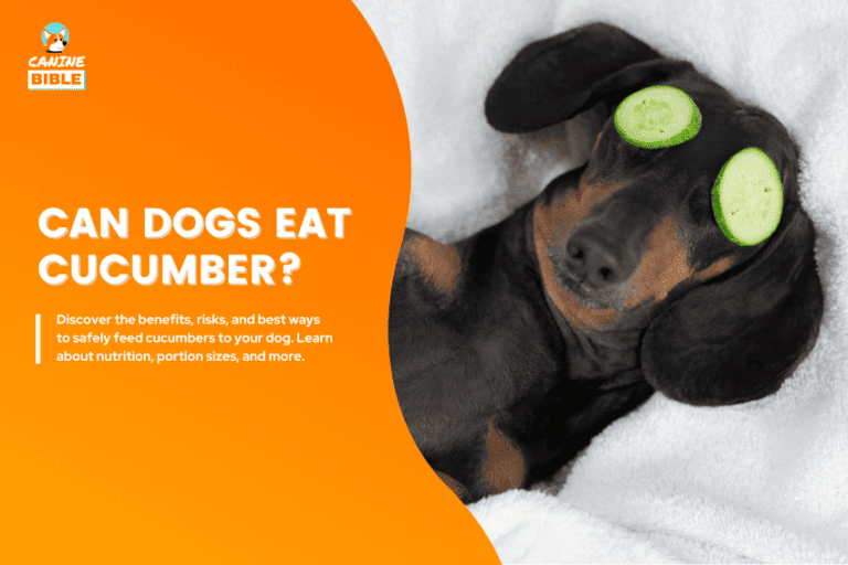 can dogs eat cucumber