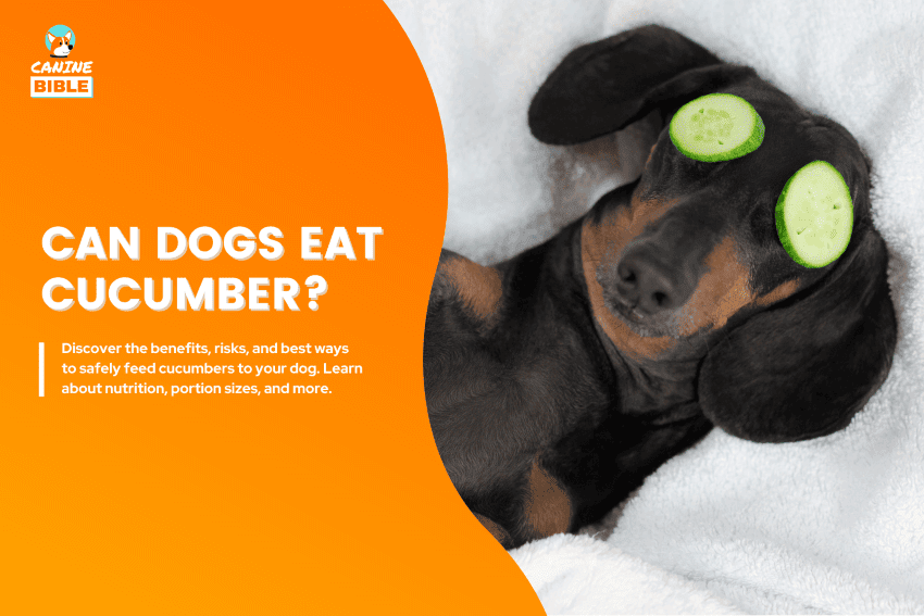 can dogs eat cucumber