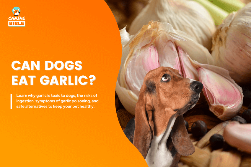 can dogs eat garlic