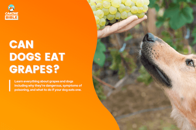 Can Dogs Eat Grapes? Vet-Approved Answer & What to Do