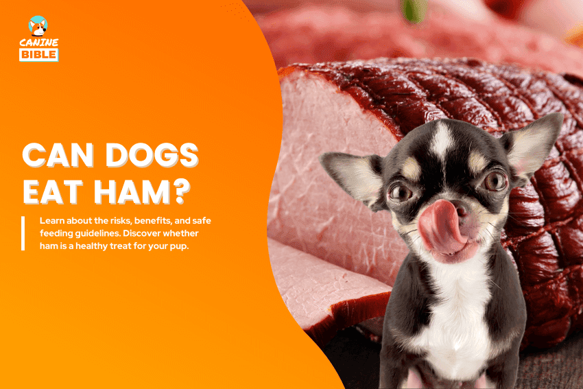 can dogs eat ham