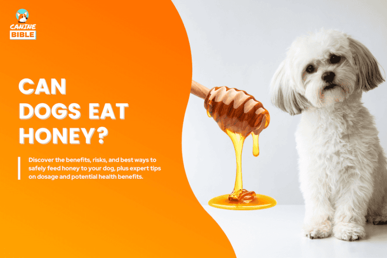 can dogs eat honey