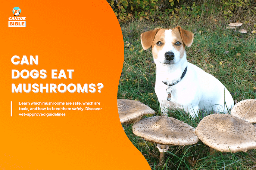 can dogs eat mushrooms