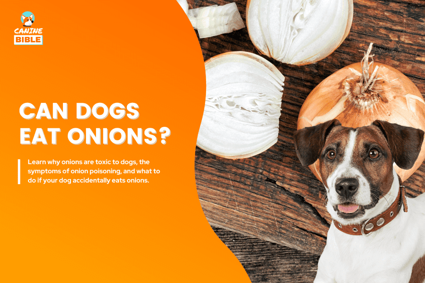 can dogs eat onions