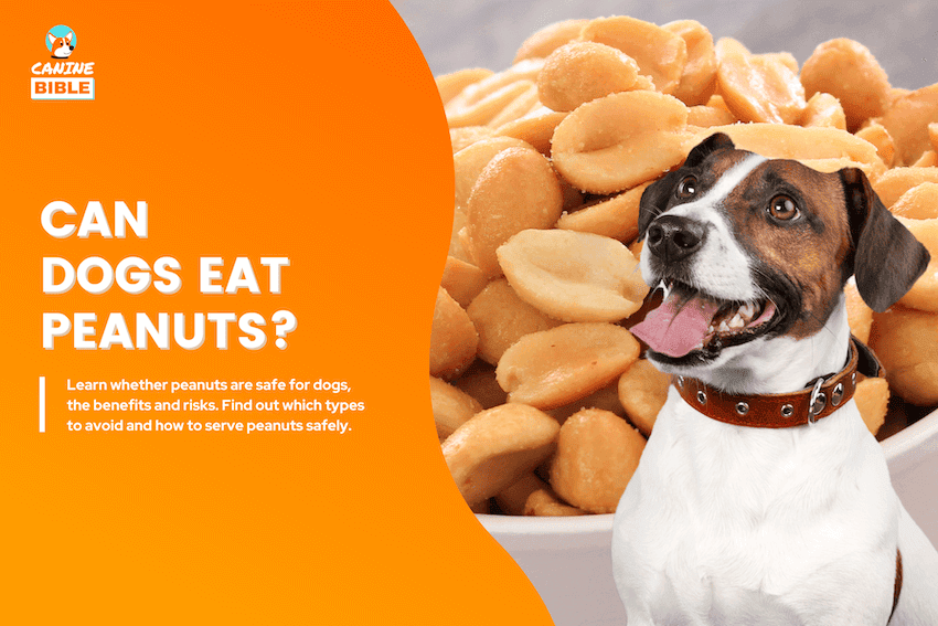 can dogs eat peanuts