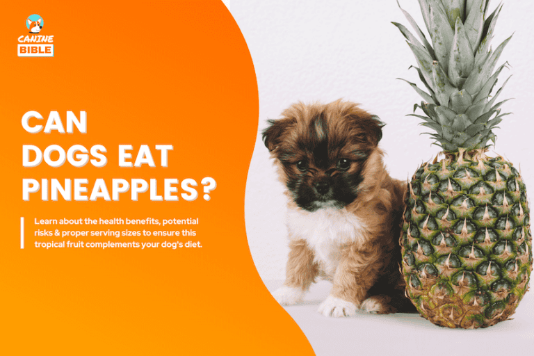 Can Dogs Eat Pineapple? Vet-Approved Answer & Feeding Guide