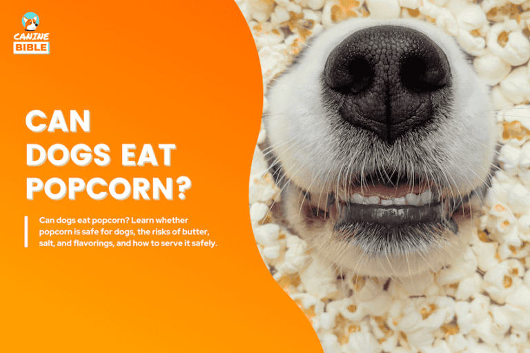 Can Dogs Eat Popcorn? Vet-Approved Answer & Guide