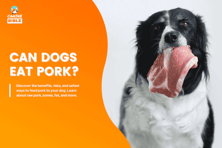 can dogs eat pork
