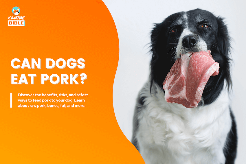 can dogs eat pork
