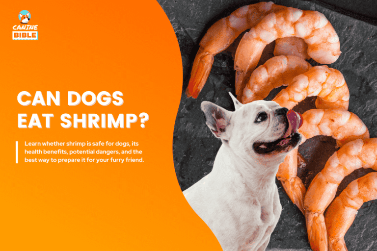 Can Dogs Eat Shrimp? Risks, Benefits & Feeding Guide
