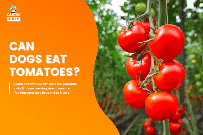 can dogs eat tomatoes