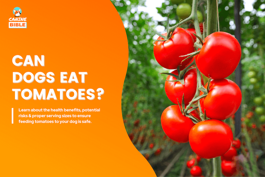 can dogs eat tomatoes