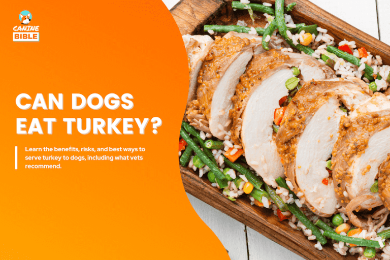 Can Dogs Eat Turkey? Vet-Approved Answer & Feeding Guide