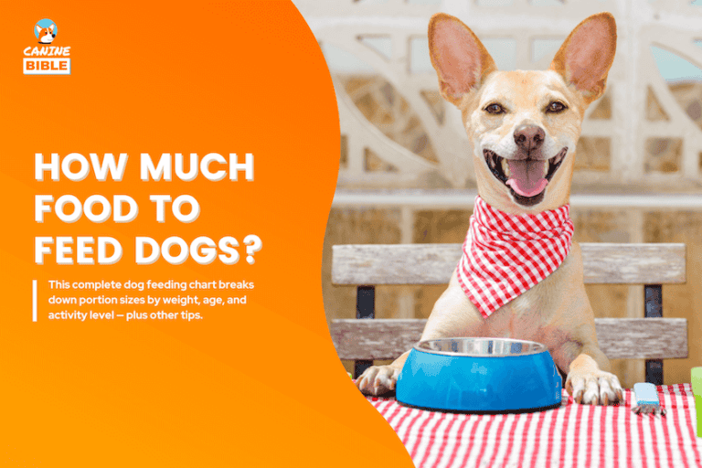 How Much Food to Feed My Dog? Feeding Chart & Guide