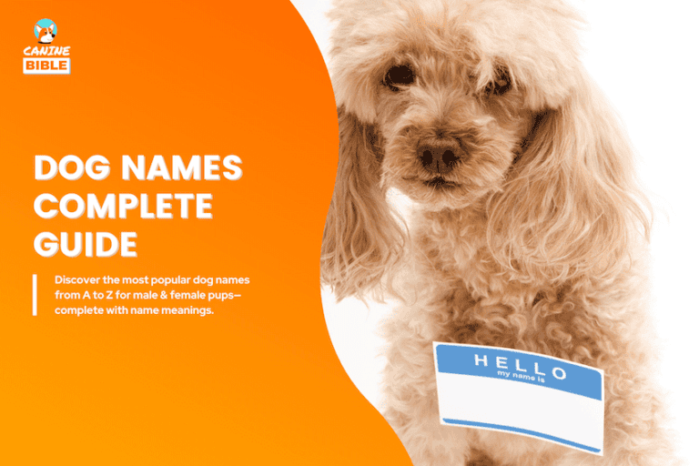 1000+ Most Popular Dog Names: A to Z List (Male & Female)