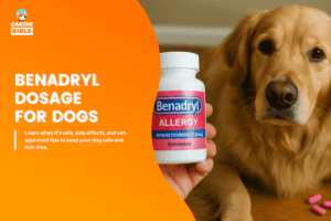 View of Can I Give My Dog Benadryl? Vet Advice, Benefits & Dangers - Canine Bible