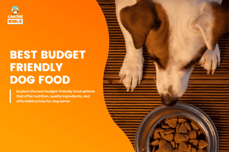 Best Budget-Friendly Fresh Dog Food