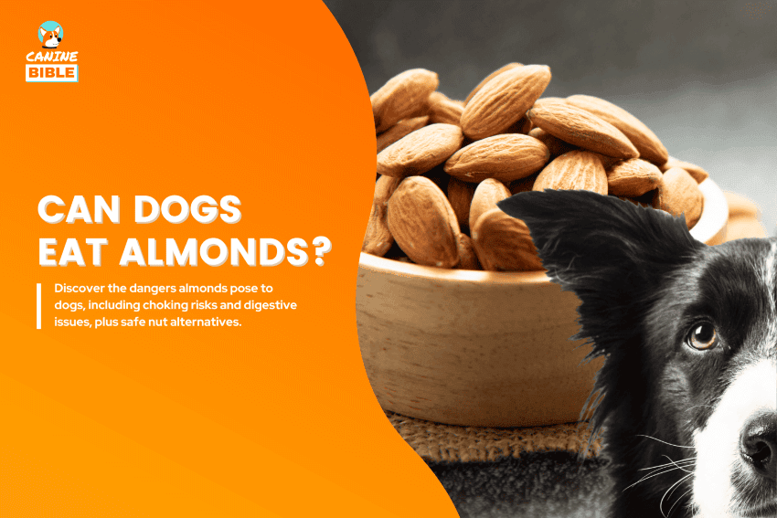 can dogs eat almonds