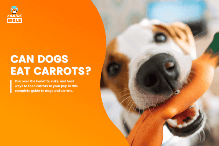 can dogs eat carrots