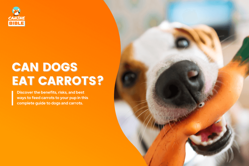 can dogs eat carrots