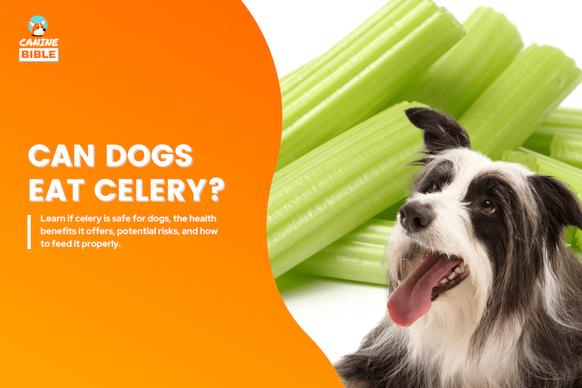 can dogs eat celery