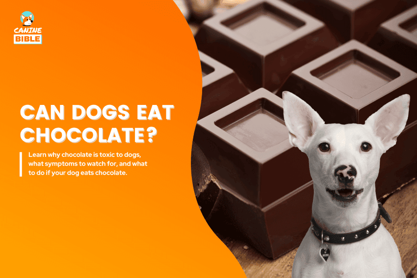 can dogs eat xhocolate