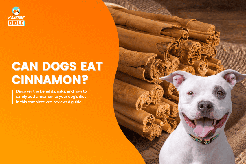 can dogs eat cinnamon