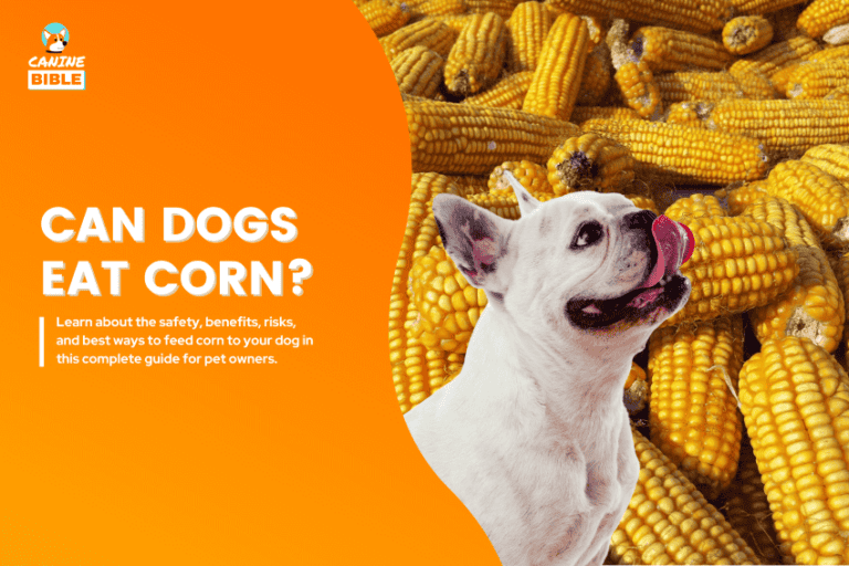 can dogs eat corn