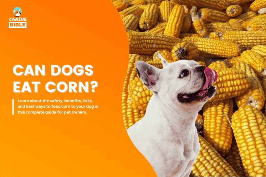 can dogs eat corn