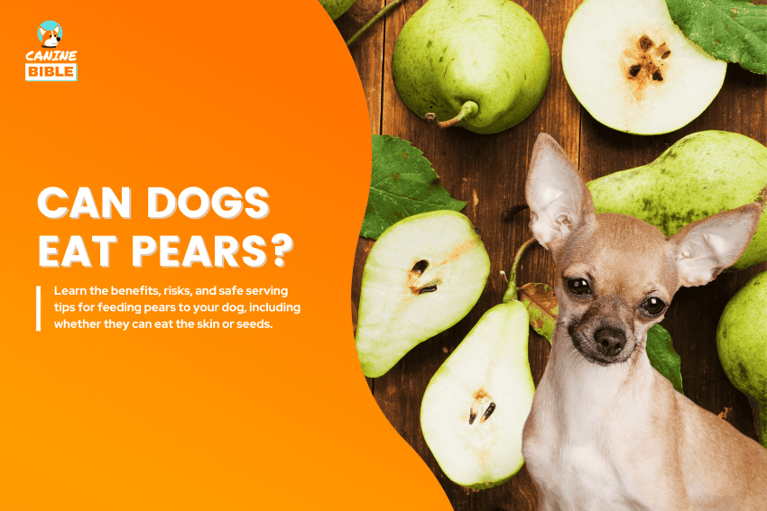 can dogs eat pears