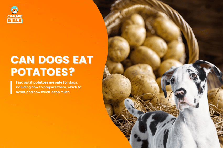 can dogs eat potatoes