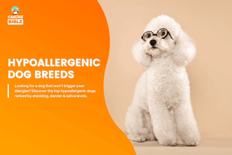 hypoallergenic dog breeds
